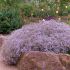 Gypsophila ´Rosenschleier´