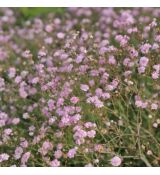 Gypsophila ´Rosenschleier´