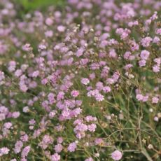 Gypsophila ´Rosenschleier´