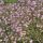 Gypsophila ´Rosenschleier´