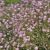 Gypsophila ´Rosenschleier´
