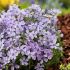 Phlox subulata ´Benita´