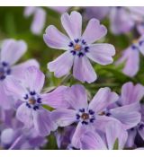 Phlox subulata ´Benita´