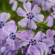 Phlox subulata ´Benita´