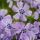 Phlox subulata ´Benita´
