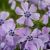 Phlox subulata ´Benita´