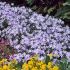 Phlox subulata ´Benita´