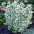 Sedum erythrostictum ´Frosty Morn´