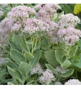 Sedum erythrostictum ´Frosty Morn´