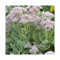 Sedum erythrostictum ´Frosty Morn´