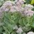 Sedum erythrostictum ´Frosty Morn´