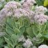 Sedum erythrostictum ´Frosty Morn´