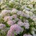Sedum erythrostictum ´Frosty Morn´