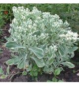 Sedum erythrostictum ´Frosty Morn´