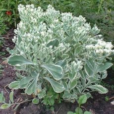 Sedum erythrostictum ´Frosty Morn´