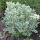 Sedum erythrostictum ´Frosty Morn´