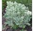 Sedum erythrostictum ´Frosty Morn´ 9x9 / 0,5L