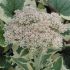 Sedum erythrostictum ´Frosty Morn´
