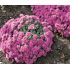 Sedum cauticola ´Lidakense´