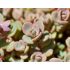 Sedum cauticola ´Lidakense´