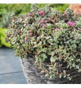Sedum cauticola ´Lidakense´