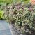 Sedum cauticola ´Lidakense´