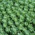 Sedum pachyclados