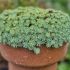 Sedum pachyclados
