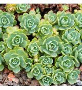 Sedum pachyclados