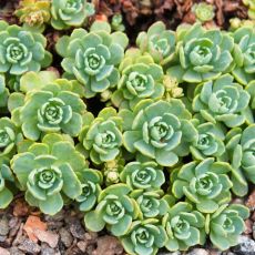 Sedum pachyclados