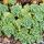 Sedum pachyclados