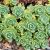 Sedum pachyclados