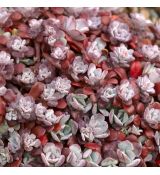 Sedum spathulifolium ´Purpureum´