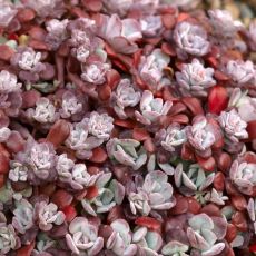 Sedum spathulifolium ´Purpureum´