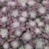 Sedum spathulifolium ´Purpureum´