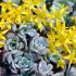 Sedum spathulifolium ´Purpureum´