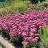 Sedum spectabile ´Carl´