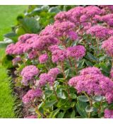 Sedum spectabile ´Carl´