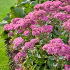 Sedum spectabile ´Carl´