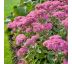 Sedum spectabile ´Carl´ 9x9 / 0,5L