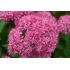 Sedum spectabile ´Carl´