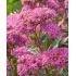 Sedum spectabile ´Carl´