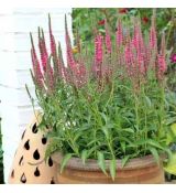 Veronica spicata ´Rose Zwerg´