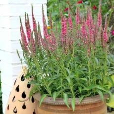 Veronica spicata ´Rose Zwerg´