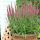 Veronica spicata ´Rose Zwerg´