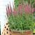 Veronica spicata ´Rose Zwerg´