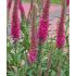 Veronica spicata ´Rose Zwerg´