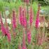 Veronica spicata ´Rose Zwerg´