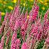 Veronica spicata ´Rose Zwerg´