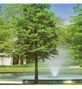 Taxodium distichum